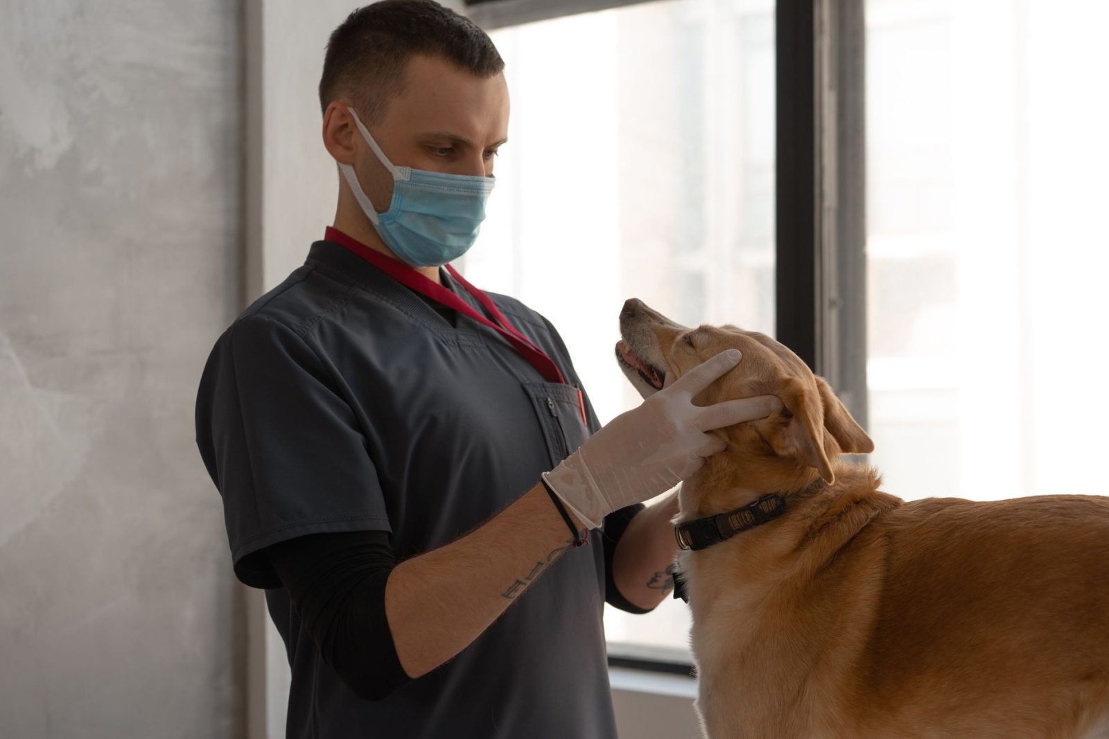 免脱可喂母犬衣的结构、适配与使用要点
