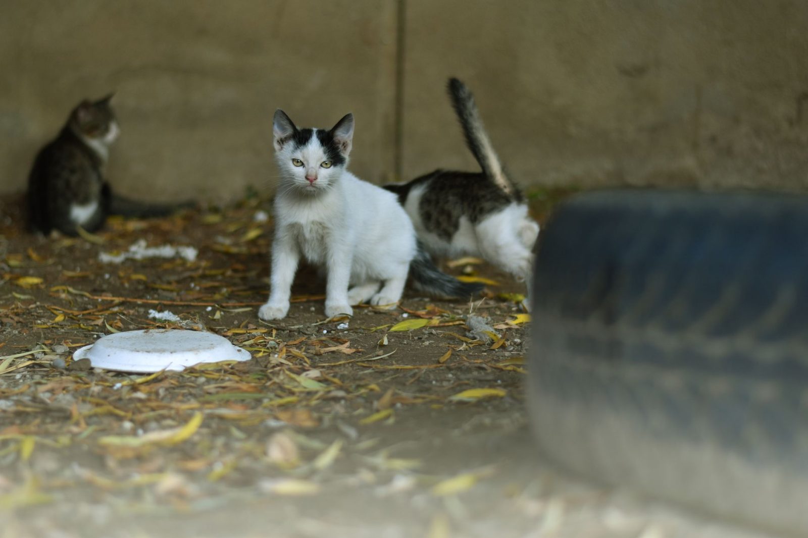 猫碗图片：常见款式与挑选要点