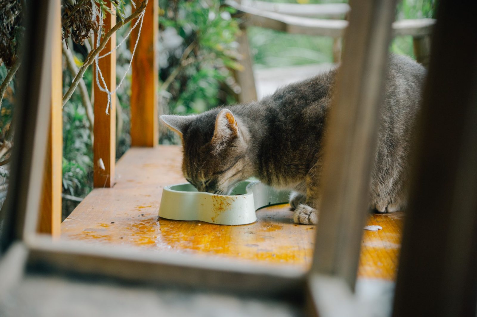 猫碗图片：常见款式与挑选要点