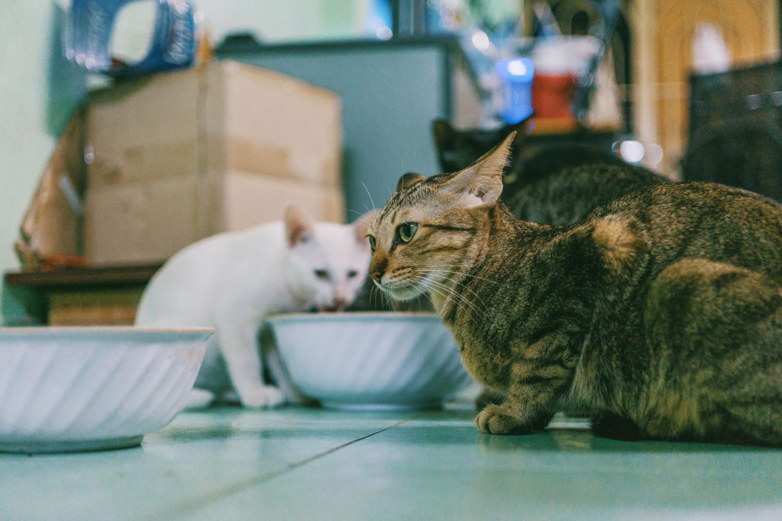挑选与使用猫粮收纳盒：密封防潮机制、材质差异与容量匹配