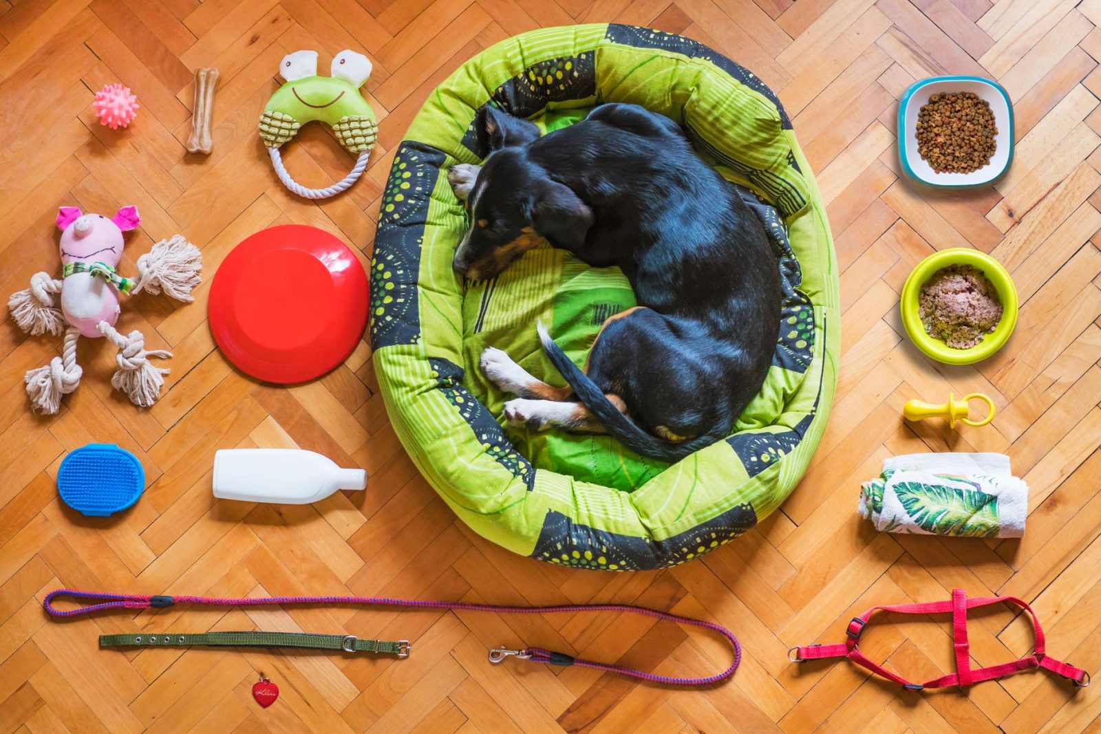 幼犬狗粮的营养构成特点与不同体型犬的适配要点