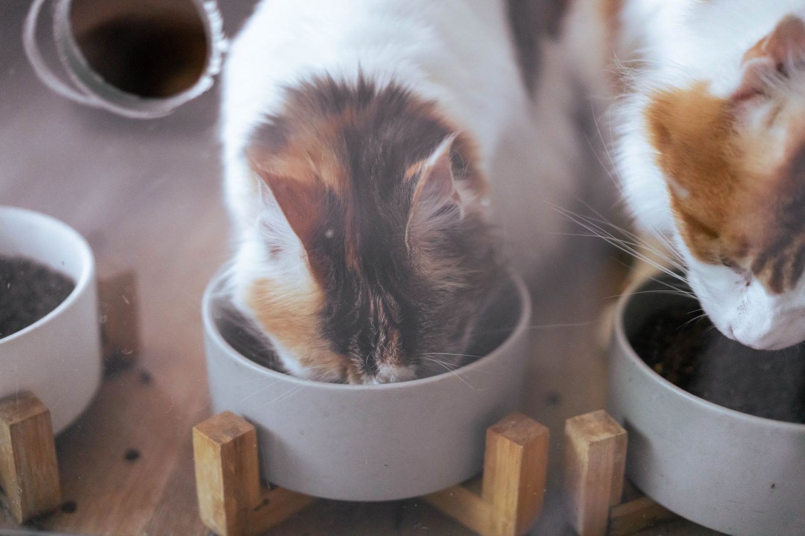 宠物喂食喂水碗常见材质特性与结构设计考量