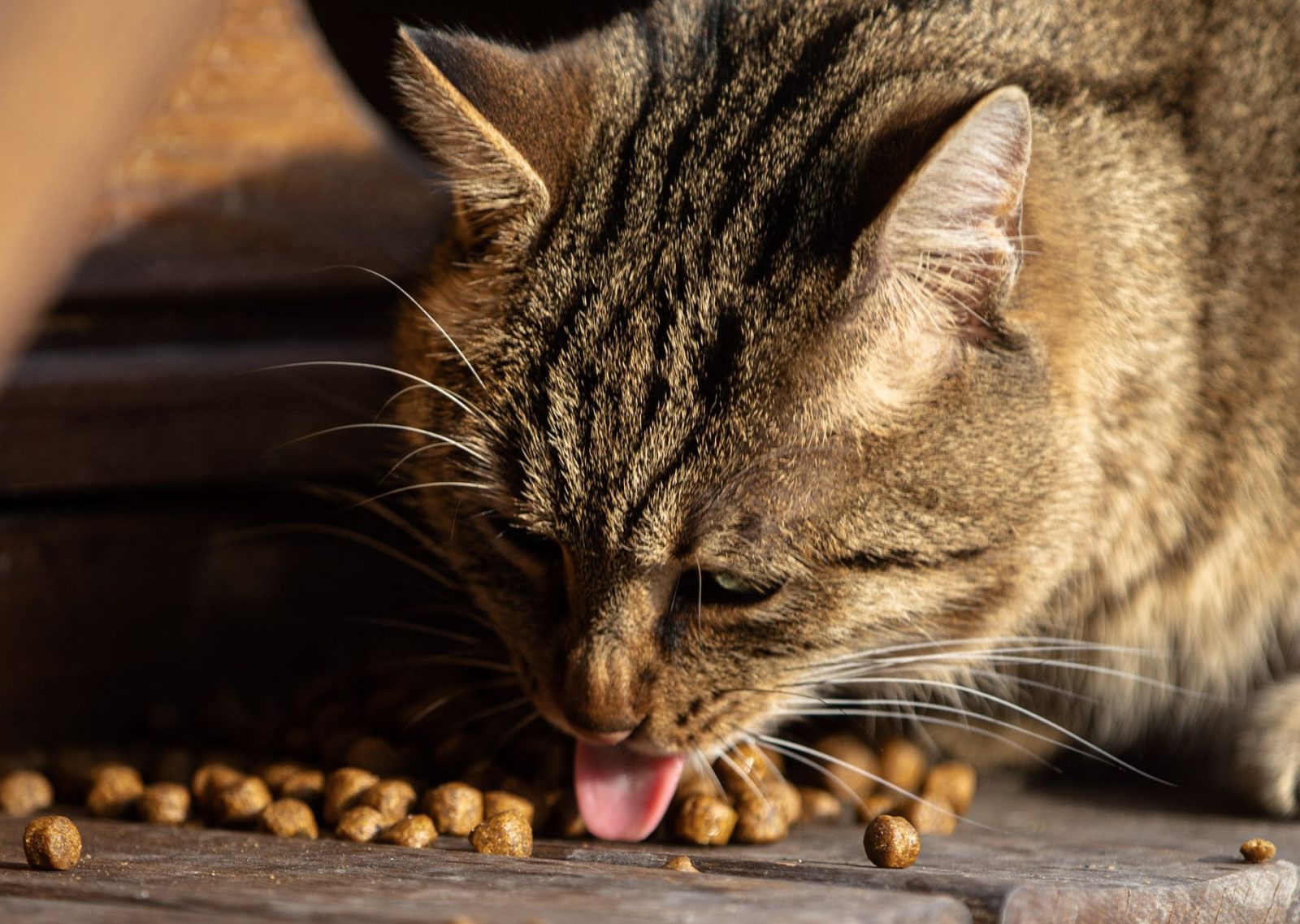 猫咪冻干桶怎么看：先分清主食冻干与零食冻干